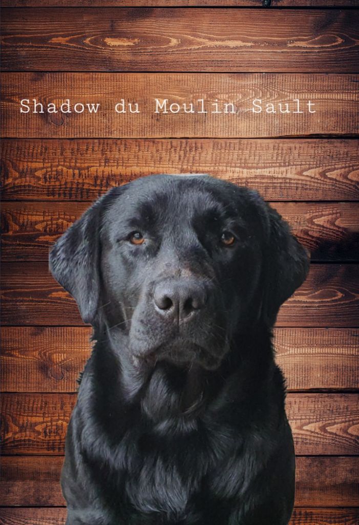 Shadow Du Moulin Sault