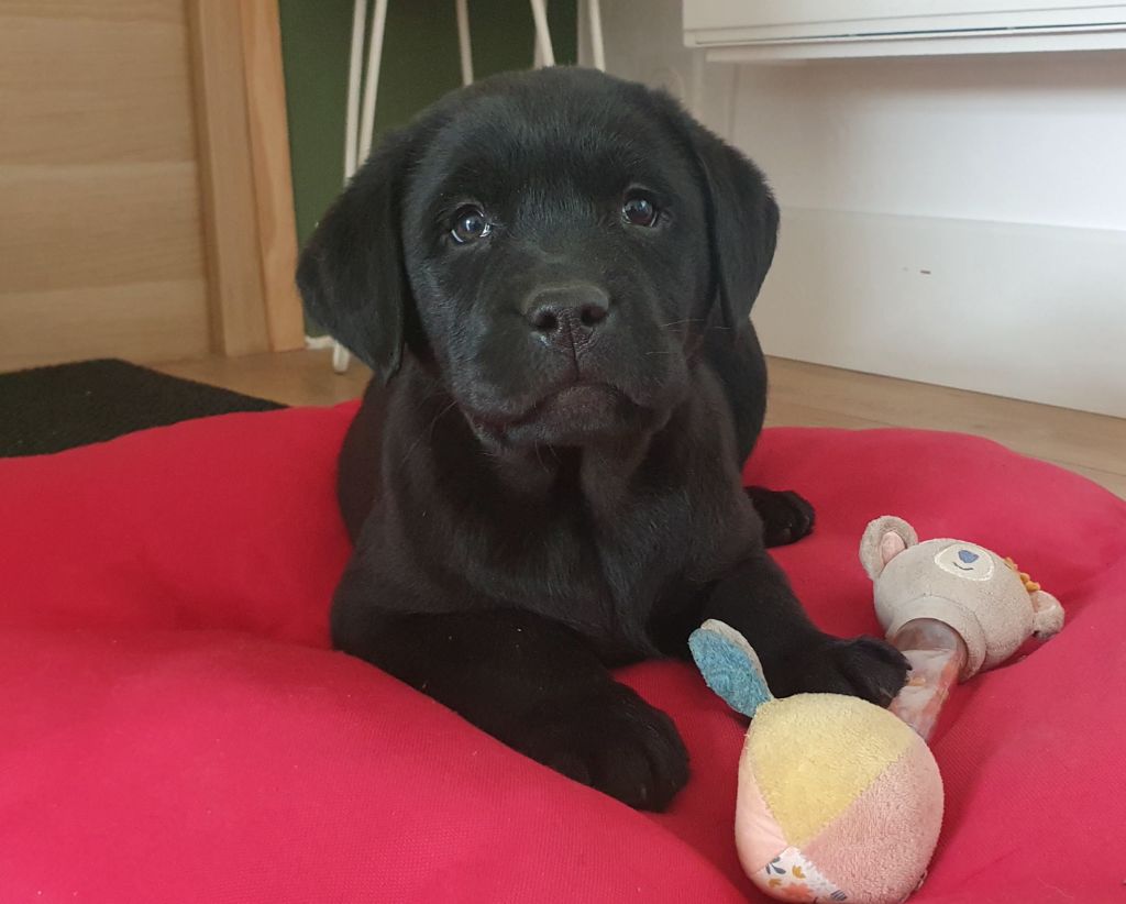 Du Jardin Des Capucines - Chiot disponible  - Labrador Retriever