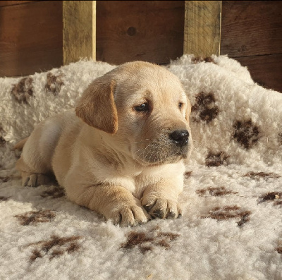 Du Jardin Des Capucines - Labrador Retriever - Portée née le 05/10/2024