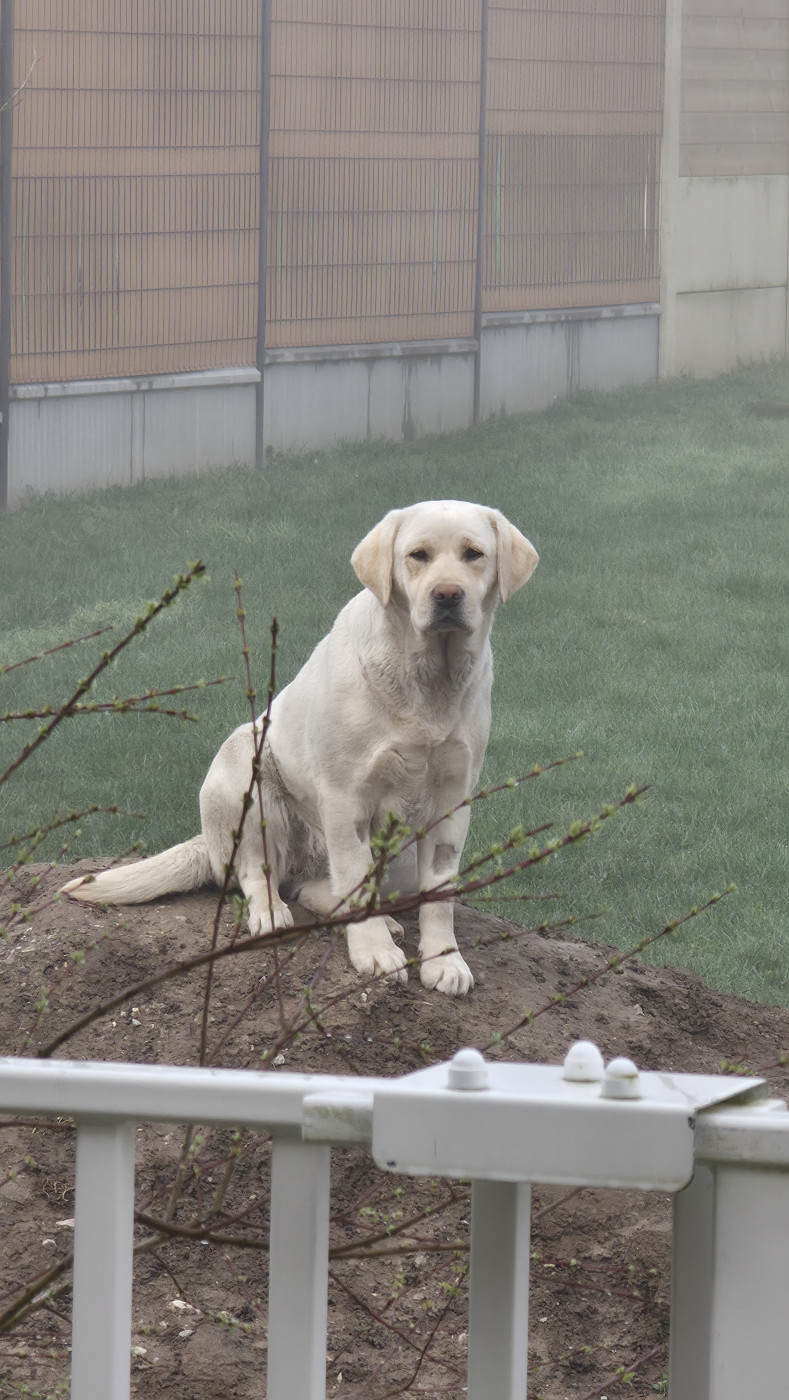 Y aura-t-il bientôt des bébés ? Réponse dans quelques semaines