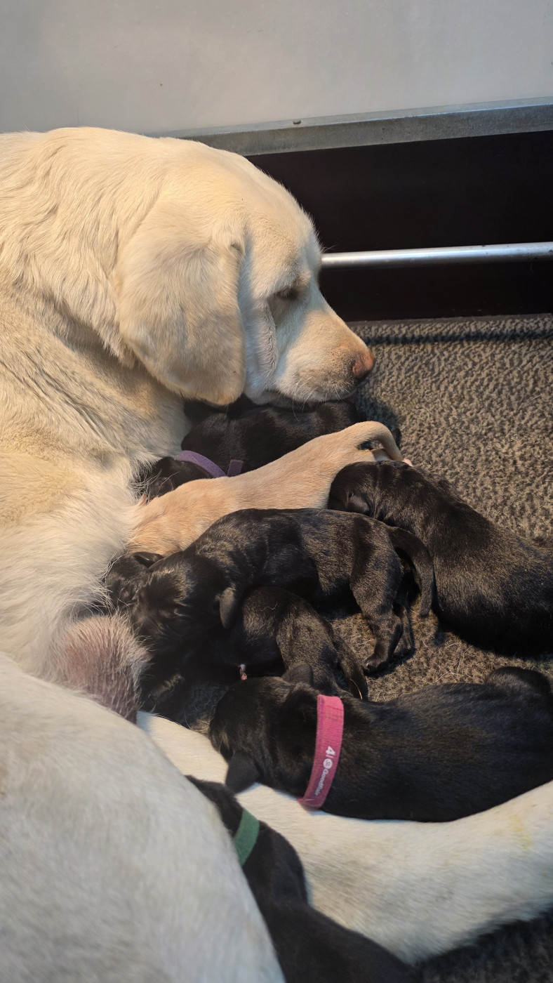 Les bébés sont nés !!!