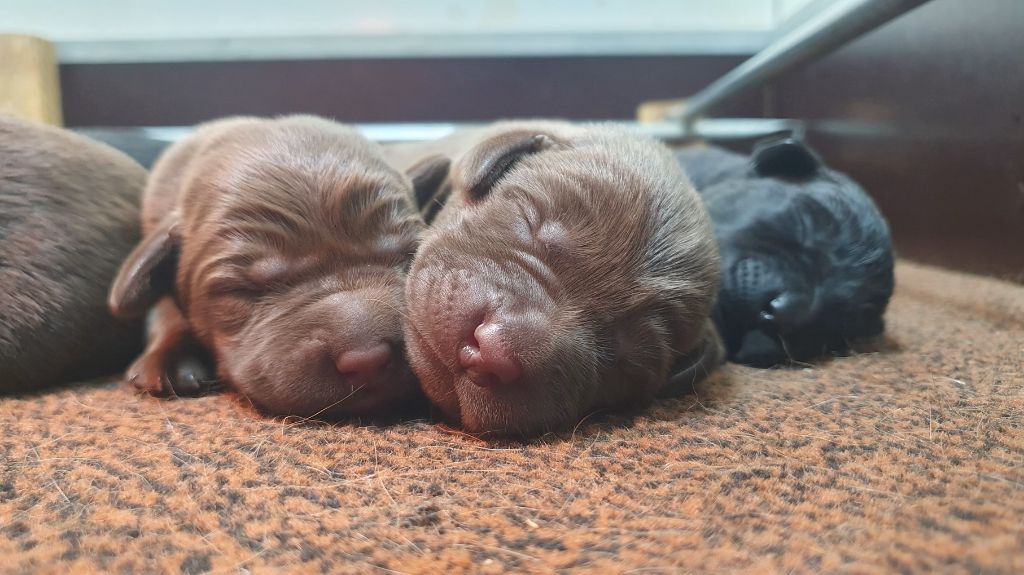 Ils sont arrivés nos premiers bébés de cette année