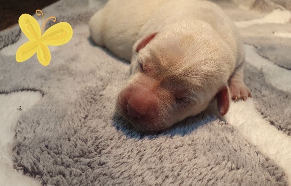 Du Jardin Des Capucines - Chiots disponibles - Labrador Retriever
