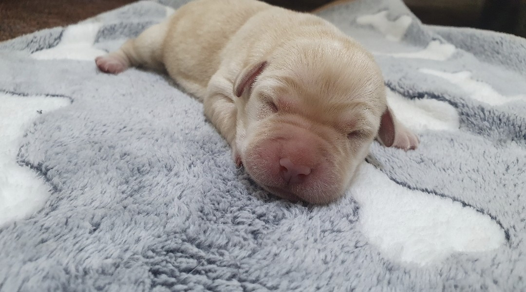Du Jardin Des Capucines - Chiots disponibles - Labrador Retriever