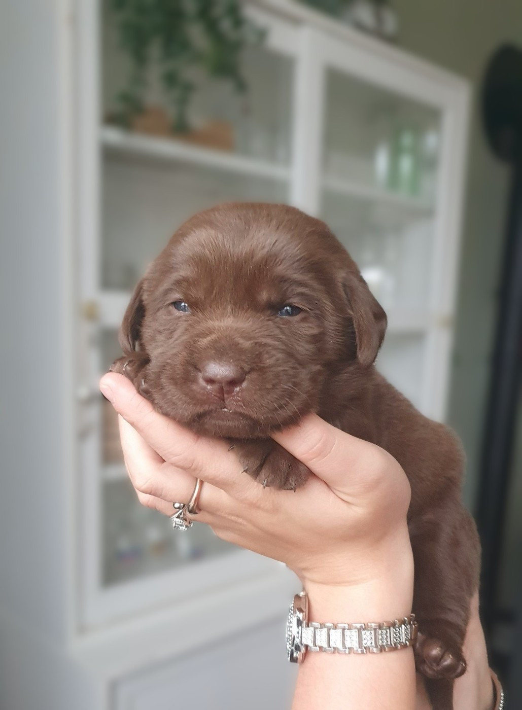 Du Jardin Des Capucines - Chiots disponibles - Labrador Retriever