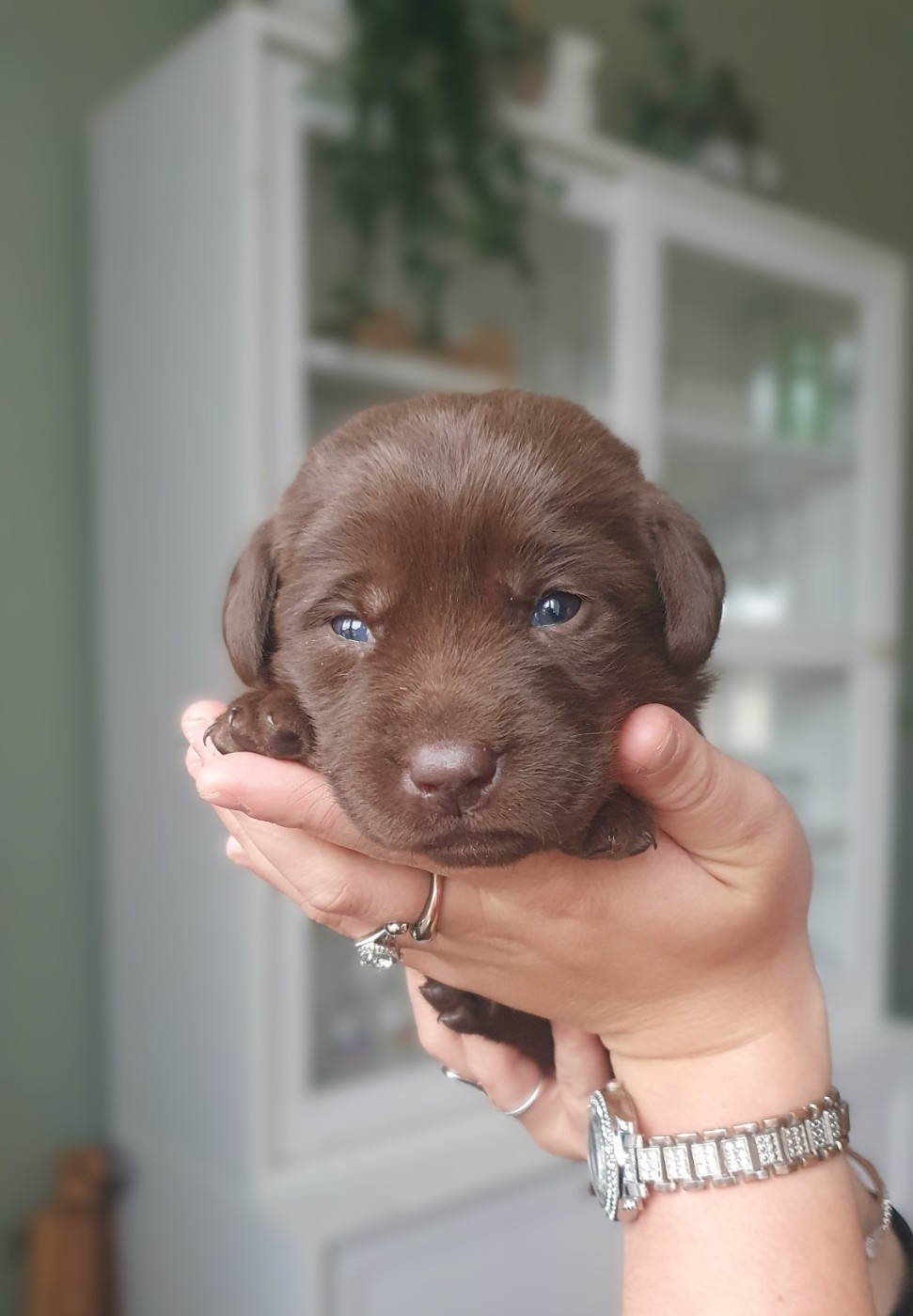 Du Jardin Des Capucines - Chiots disponibles - Labrador Retriever