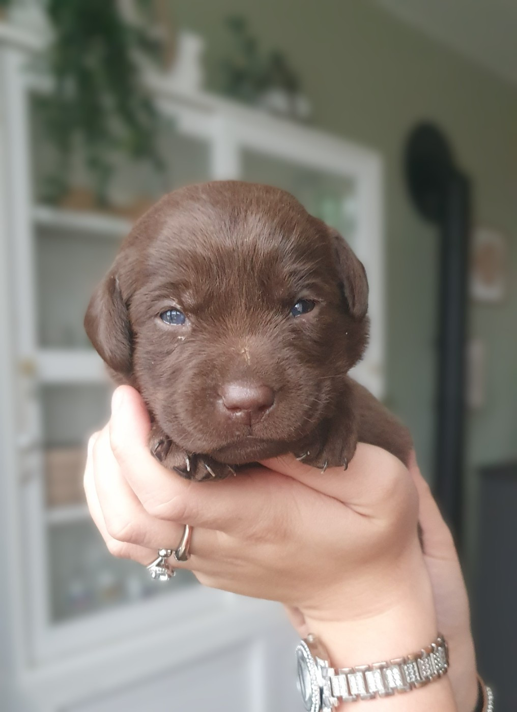 Du Jardin Des Capucines - Chiots disponibles - Labrador Retriever