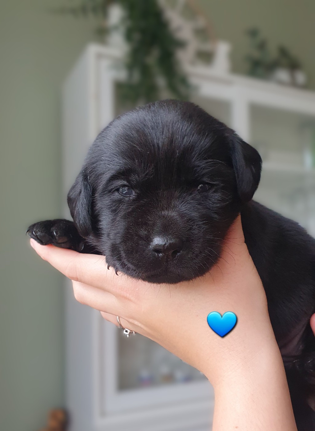 Du Jardin Des Capucines - Chiots disponibles - Labrador Retriever