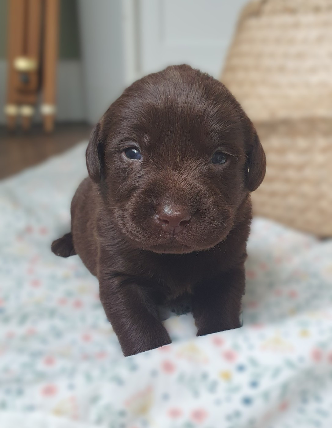 Du Jardin Des Capucines - Chiots disponibles - Labrador Retriever