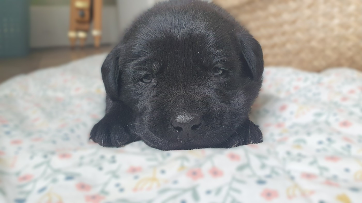 Du Jardin Des Capucines - Chiots disponibles - Labrador Retriever