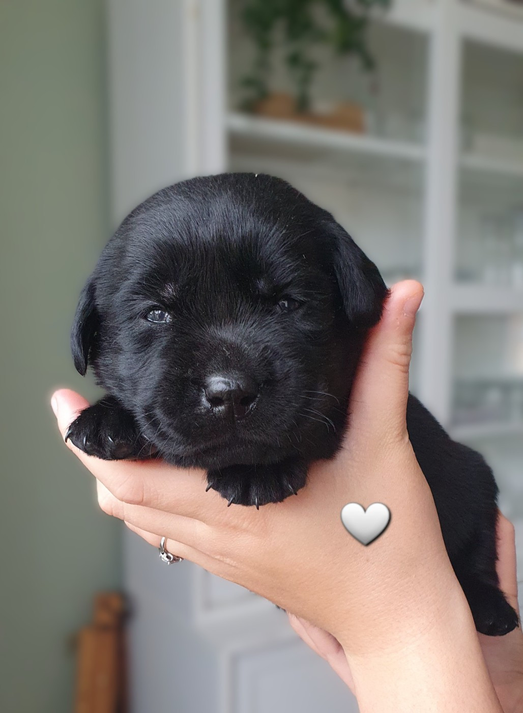 Du Jardin Des Capucines - Chiots disponibles - Labrador Retriever