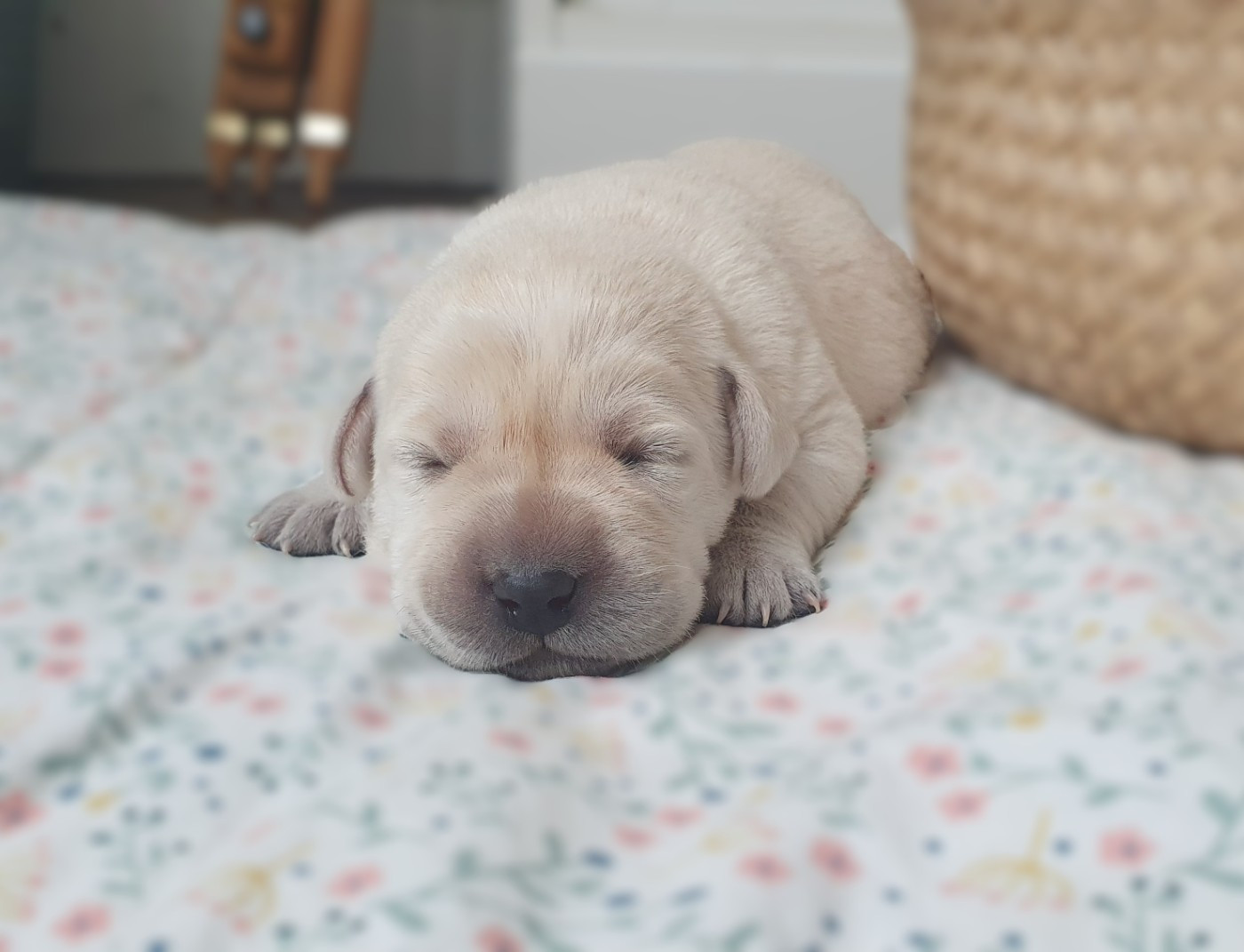 Du Jardin Des Capucines - Chiots disponibles - Labrador Retriever