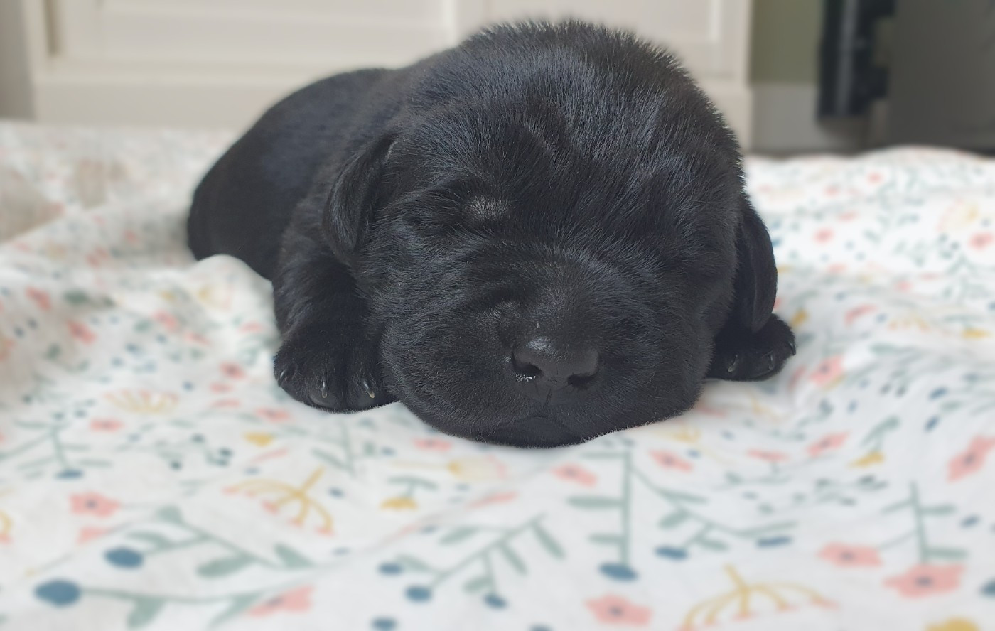 Du Jardin Des Capucines - Chiots disponibles - Labrador Retriever