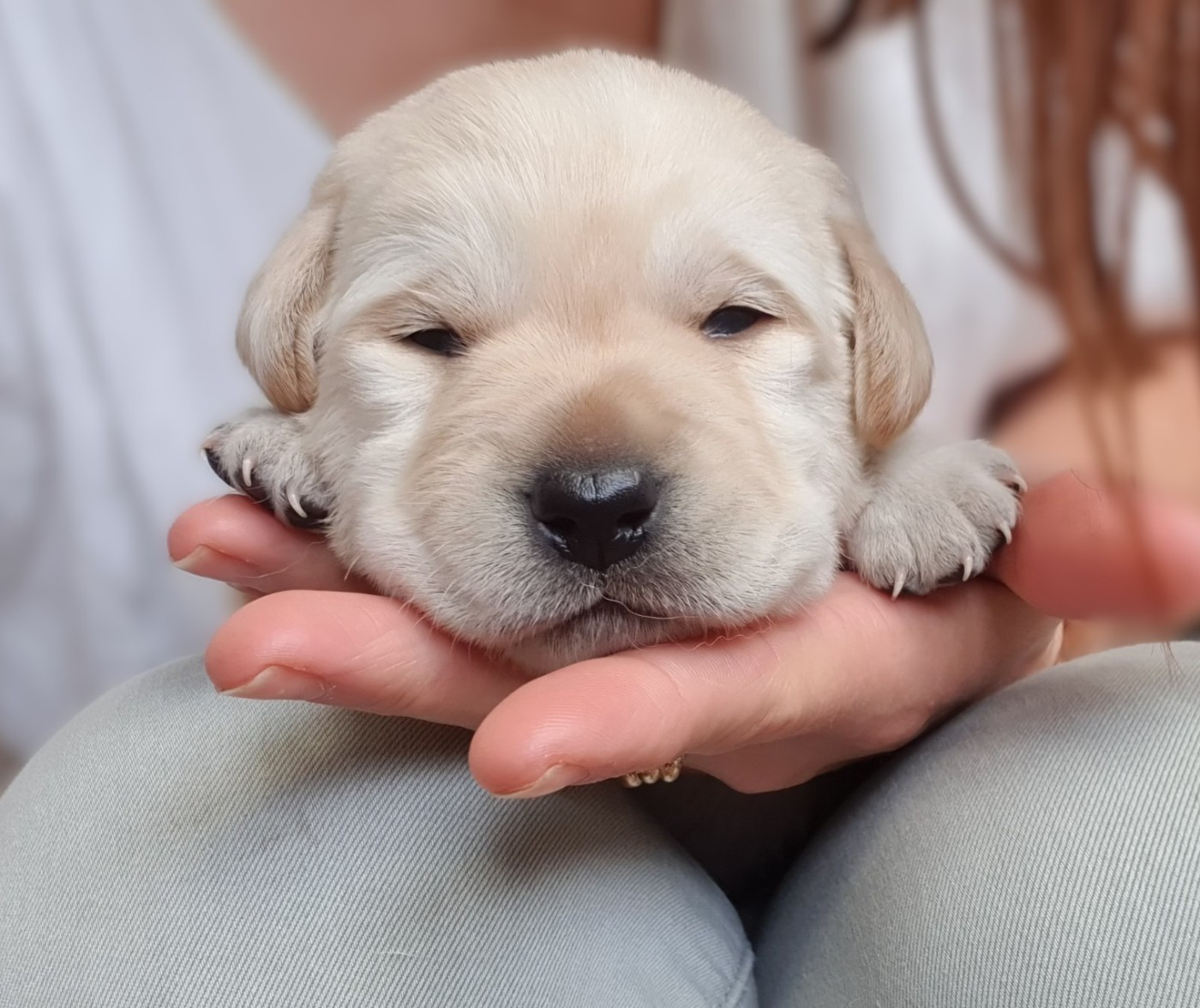 Du Jardin Des Capucines - Chiots disponibles - Labrador Retriever