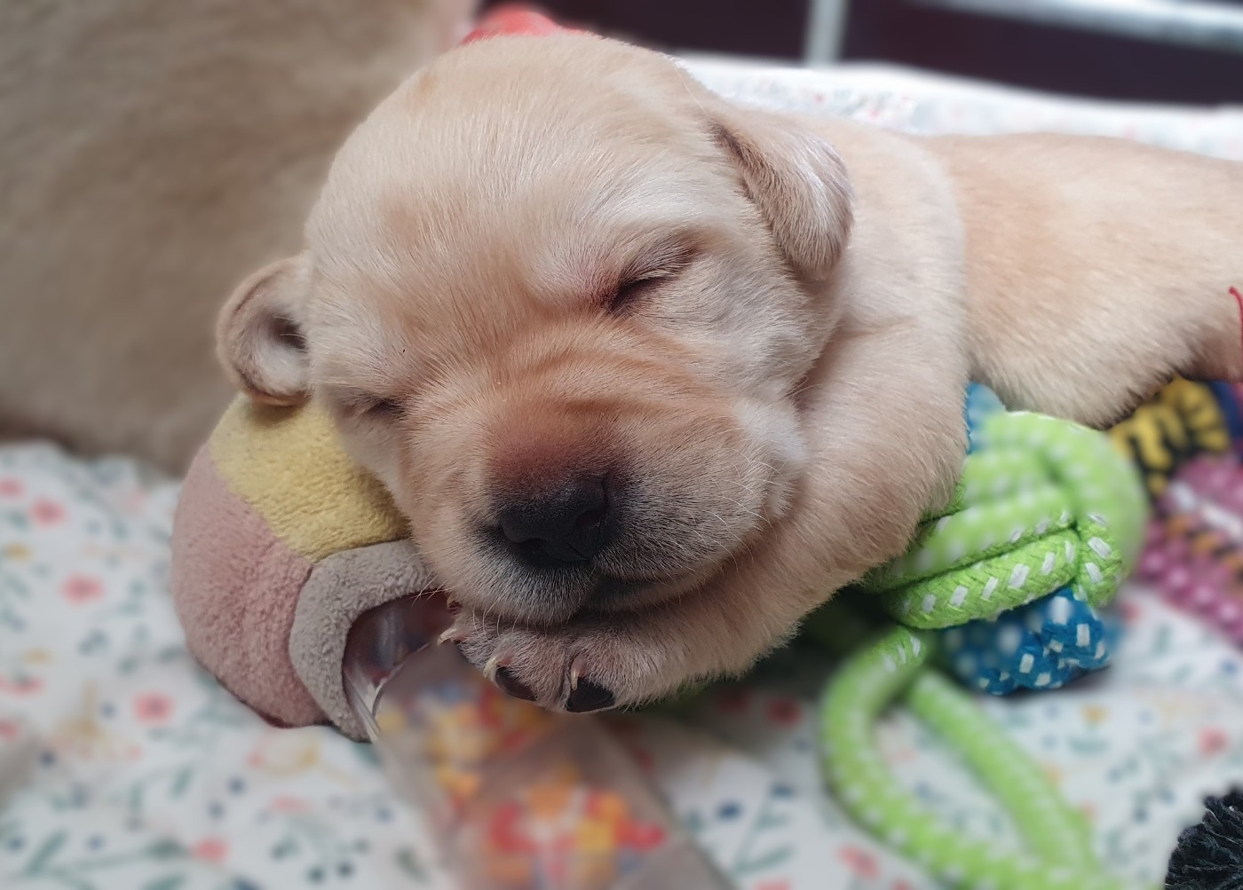 Du Jardin Des Capucines - Chiots disponibles - Labrador Retriever