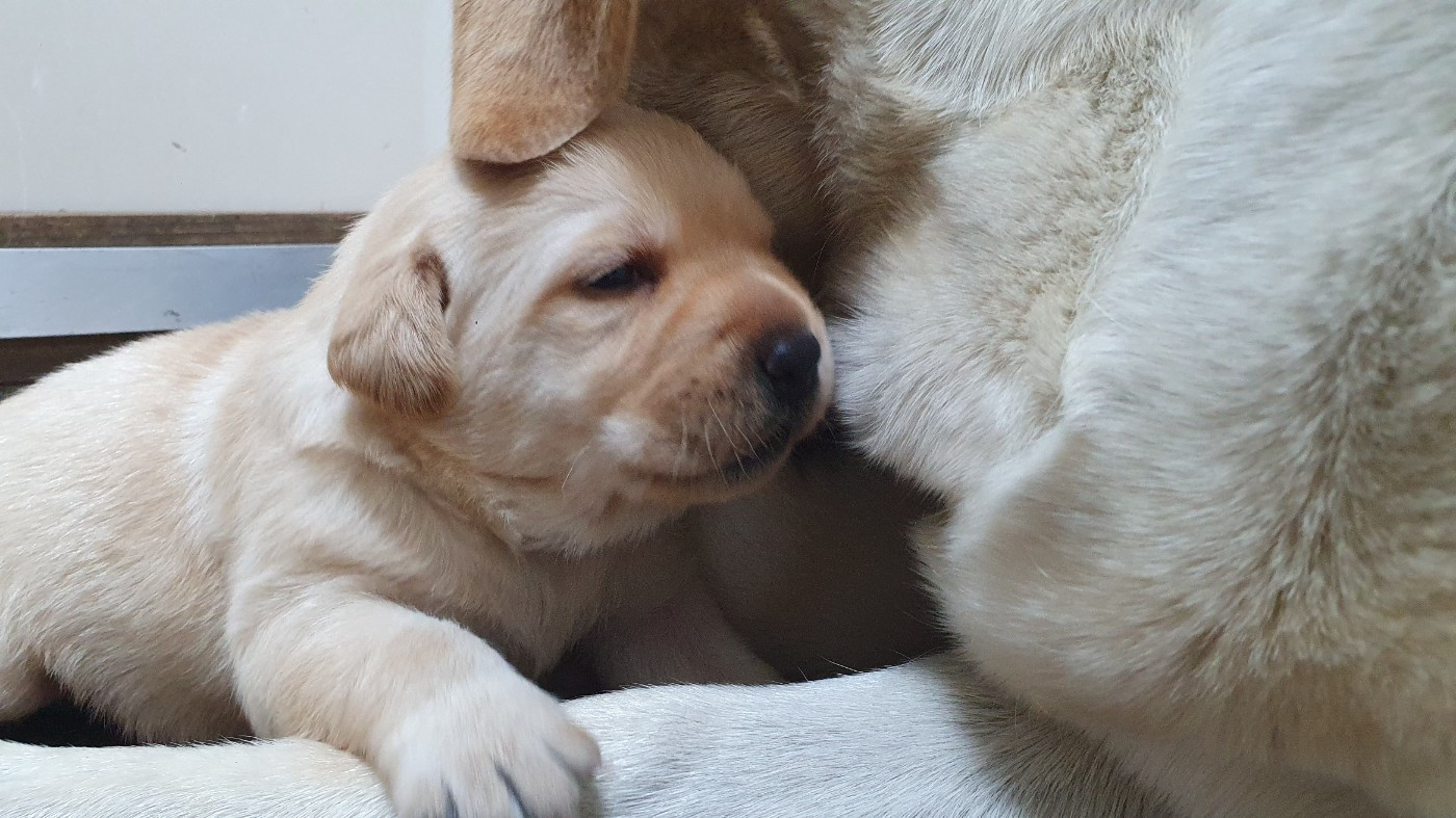 Du Jardin Des Capucines - Labrador Retriever - Portée née le 17/10/2025