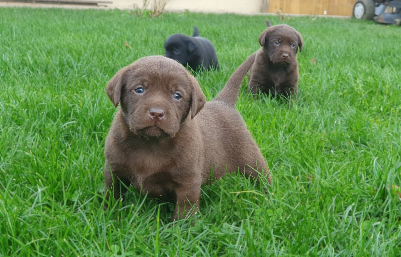 Du Jardin Des Capucines - Labrador Retriever - Portée née le 06/10/2025