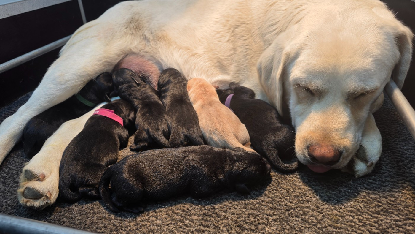 Du Jardin Des Capucines - Chiots disponibles - Labrador Retriever