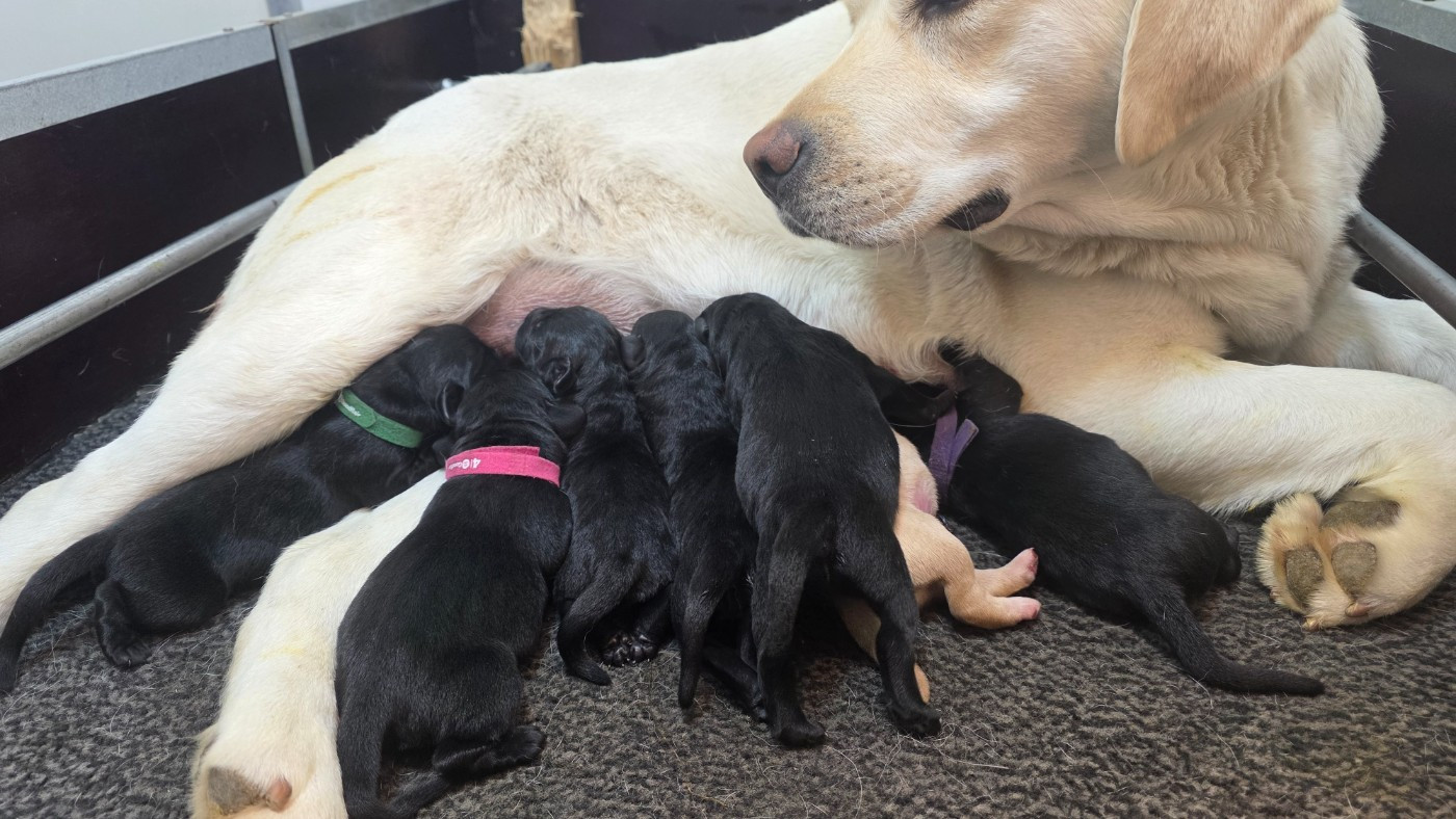Du Jardin Des Capucines - Chiots disponibles - Labrador Retriever