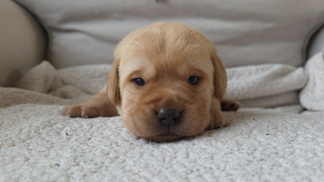 Du Jardin Des Capucines - Chiots disponibles - Labrador Retriever