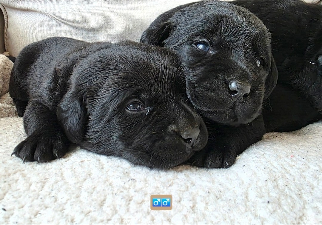 Du Jardin Des Capucines - Chiots disponibles - Labrador Retriever