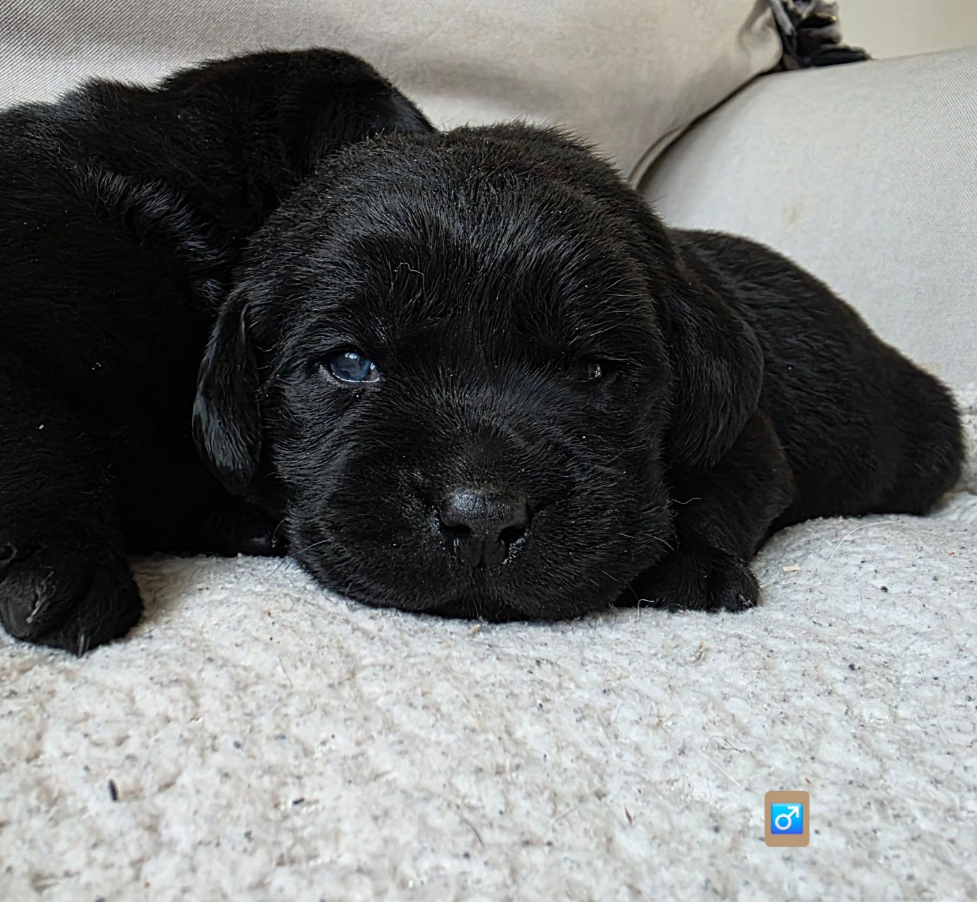 Du Jardin Des Capucines - Chiots disponibles - Labrador Retriever