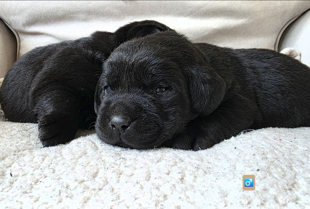 Du Jardin Des Capucines - Chiots disponibles - Labrador Retriever