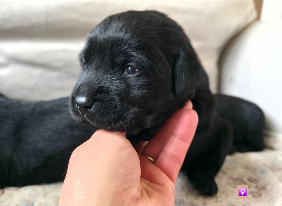 Du Jardin Des Capucines - Chiots disponibles - Labrador Retriever