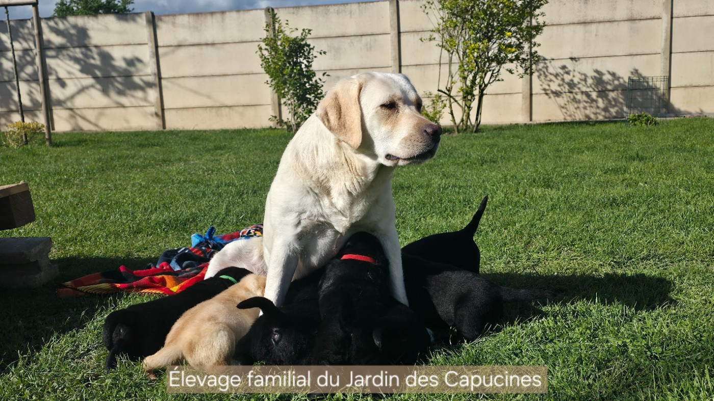 Chiot Labrador Retriever Du Jardin Des Capucines