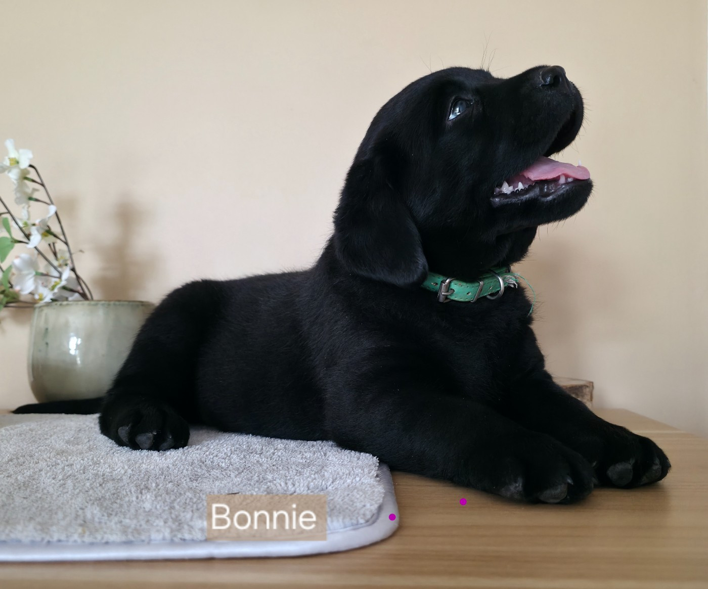 Du Jardin Des Capucines - Chiots disponibles - Labrador Retriever
