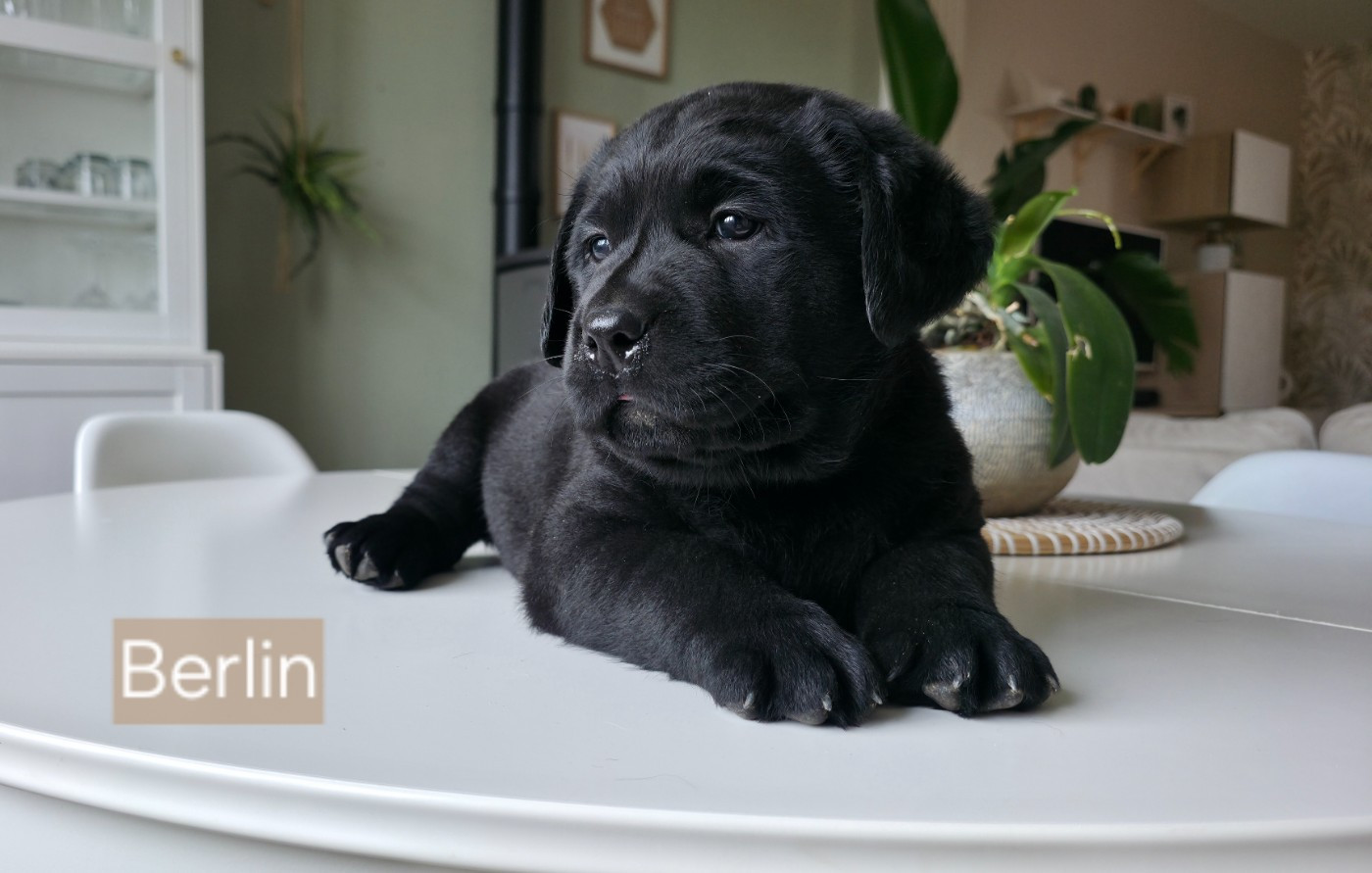 Du Jardin Des Capucines - Chiots disponibles - Labrador Retriever
