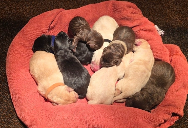 Du Jardin Des Capucines - Chiots disponibles - Labrador Retriever
