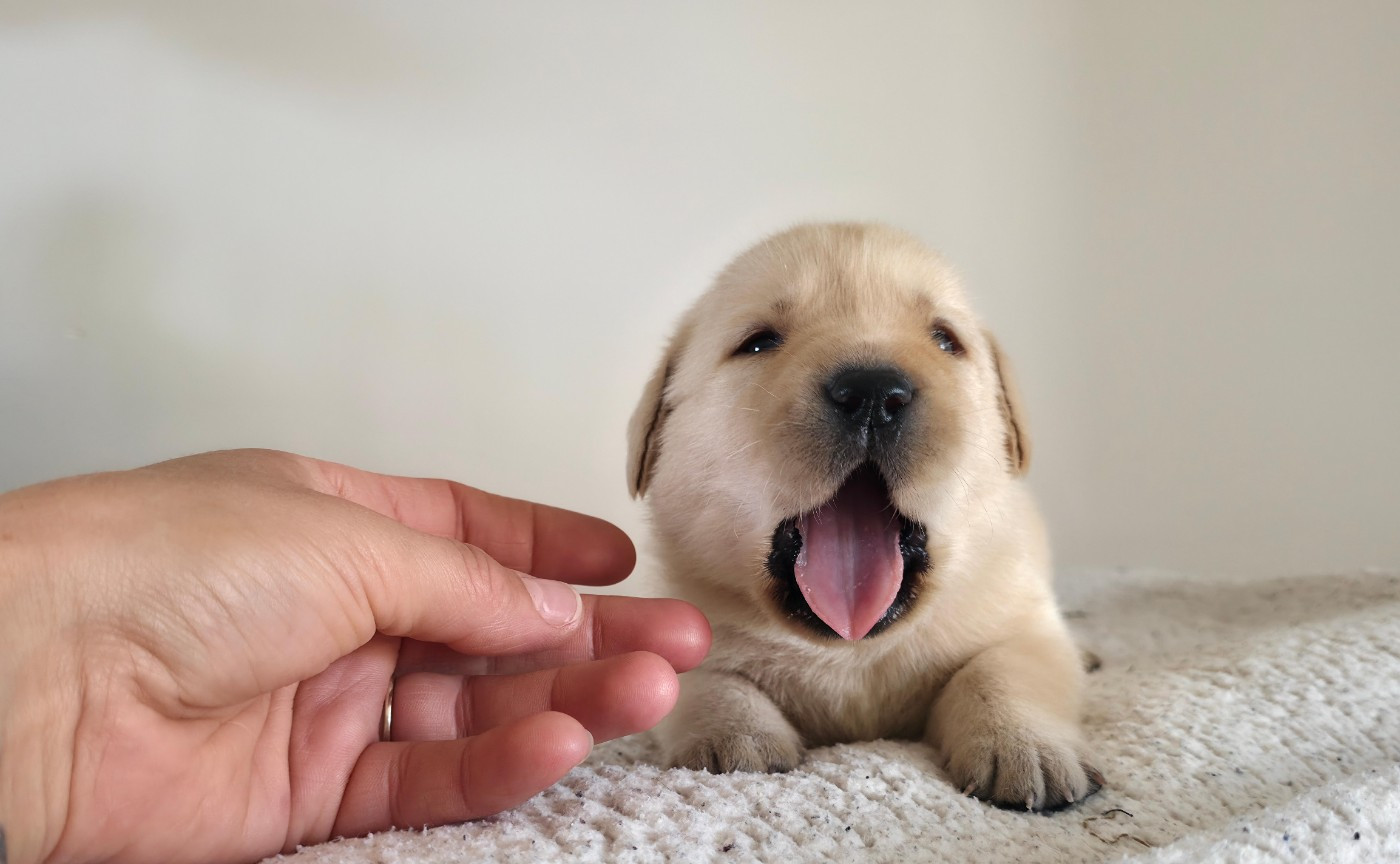 Du Jardin Des Capucines - Chiots disponibles - Labrador Retriever