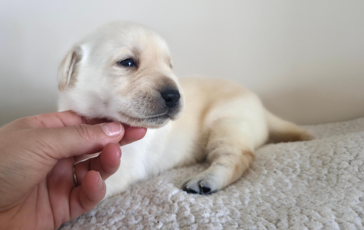 Du Jardin Des Capucines - Chiots disponibles - Labrador Retriever