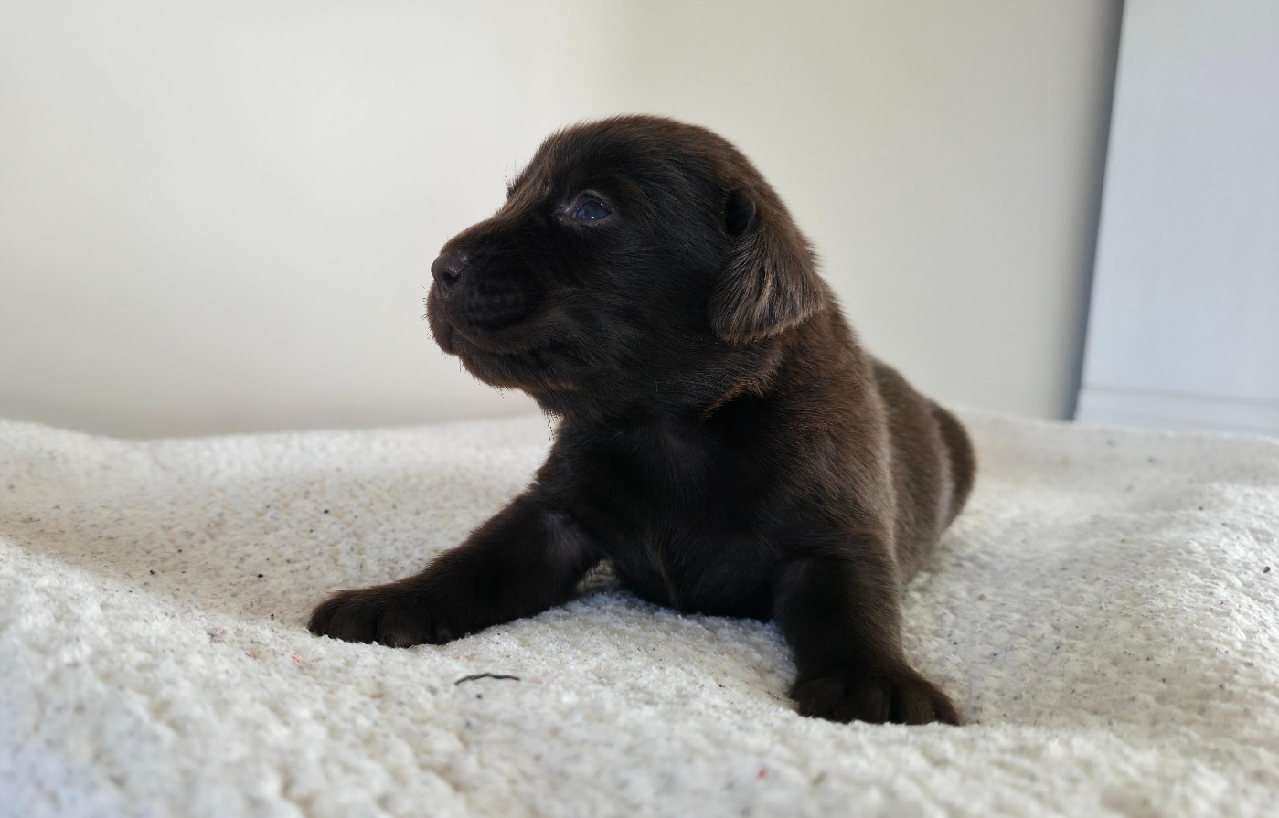 Du Jardin Des Capucines - Chiots disponibles - Labrador Retriever
