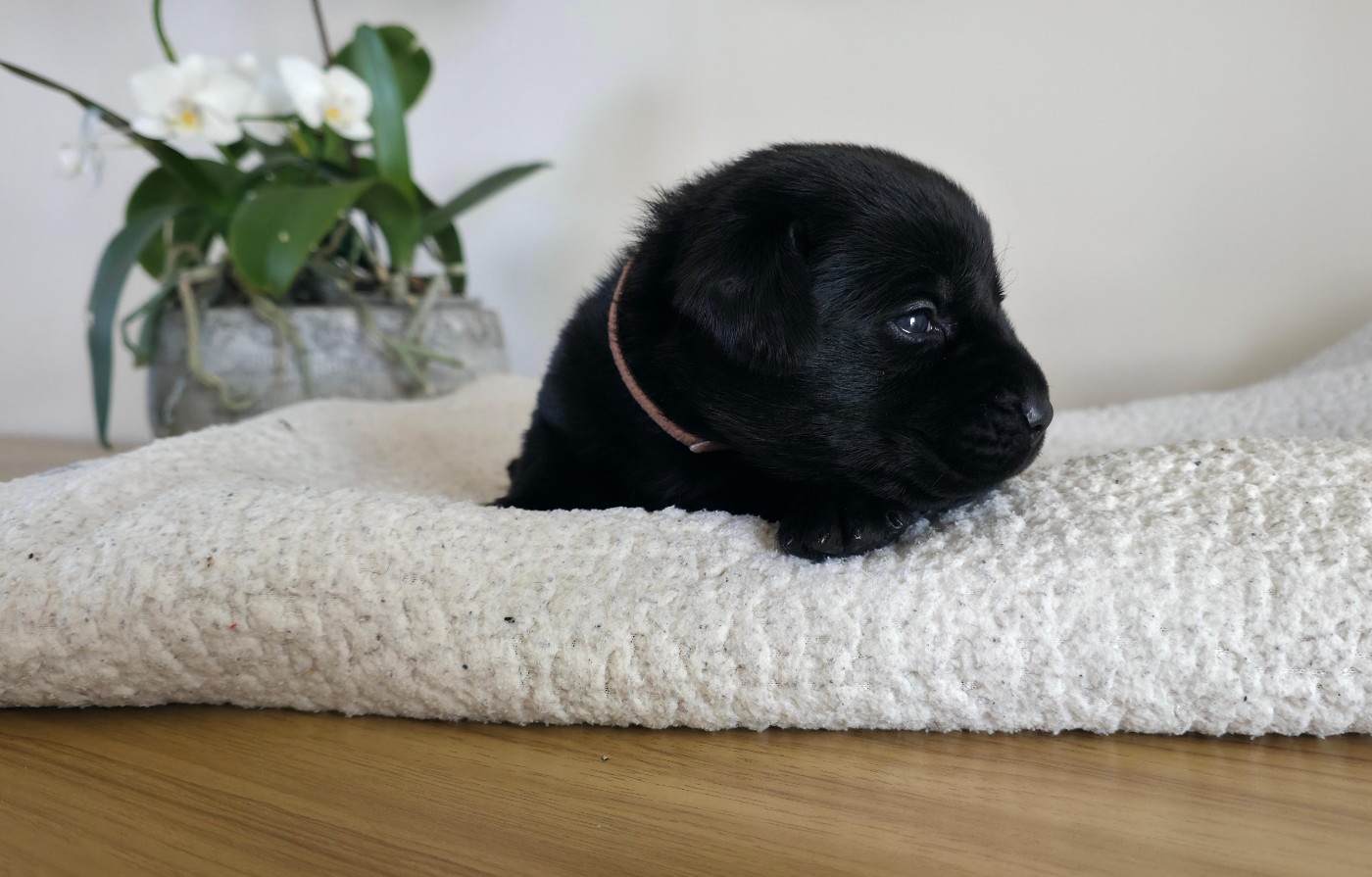 Du Jardin Des Capucines - Chiots disponibles - Labrador Retriever