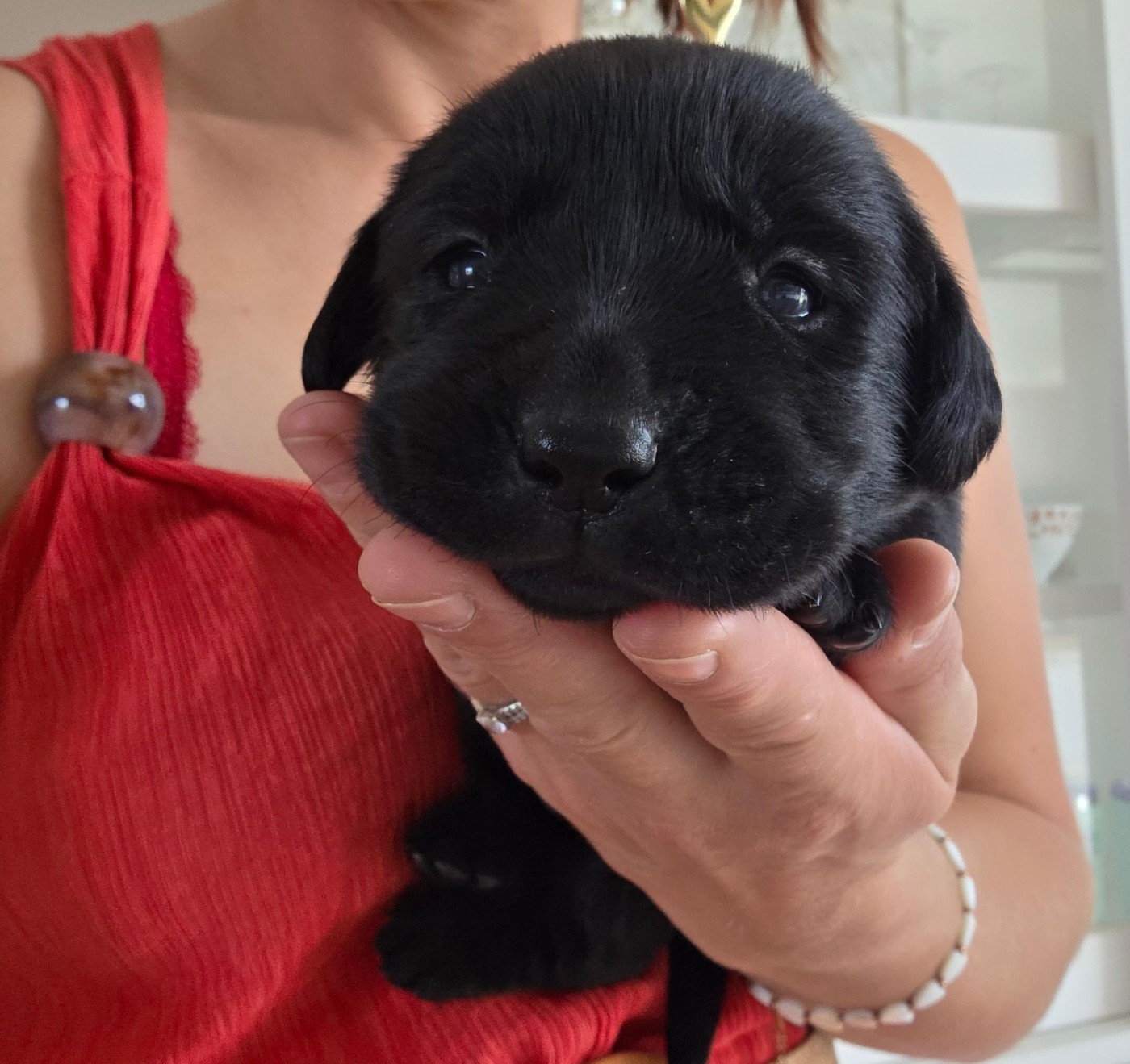 Du Jardin Des Capucines - Chiots disponibles - Labrador Retriever
