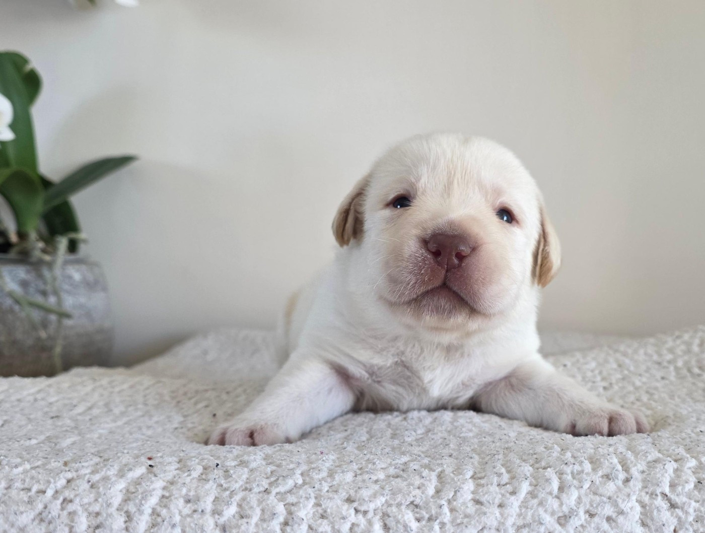 Du Jardin Des Capucines - Chiots disponibles - Labrador Retriever