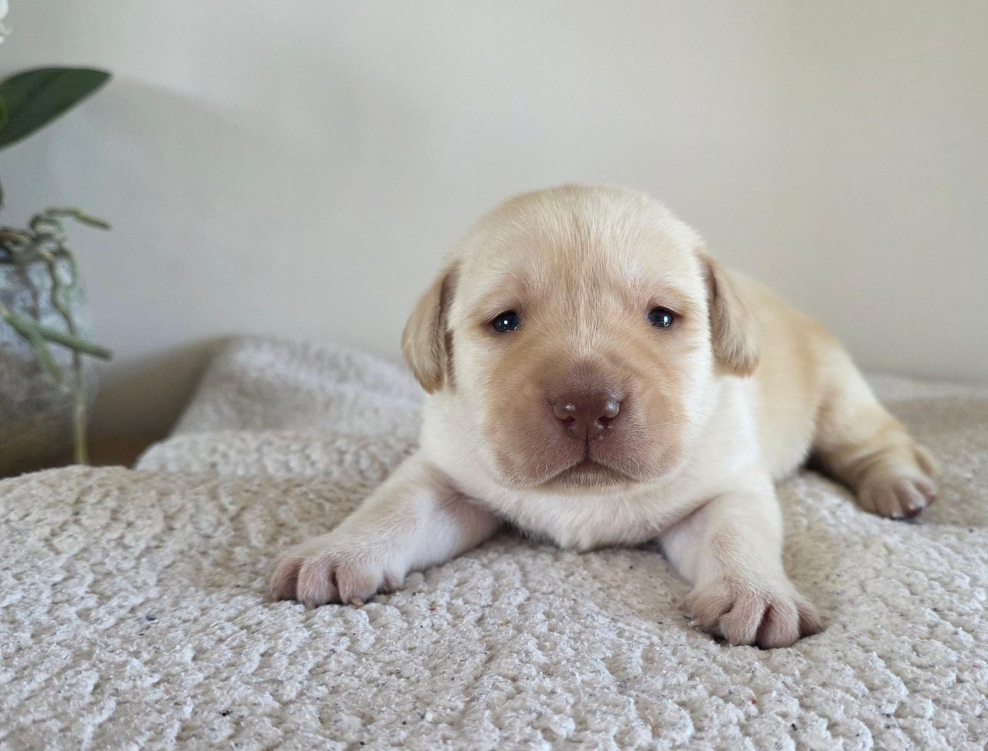 Du Jardin Des Capucines - Chiots disponibles - Labrador Retriever