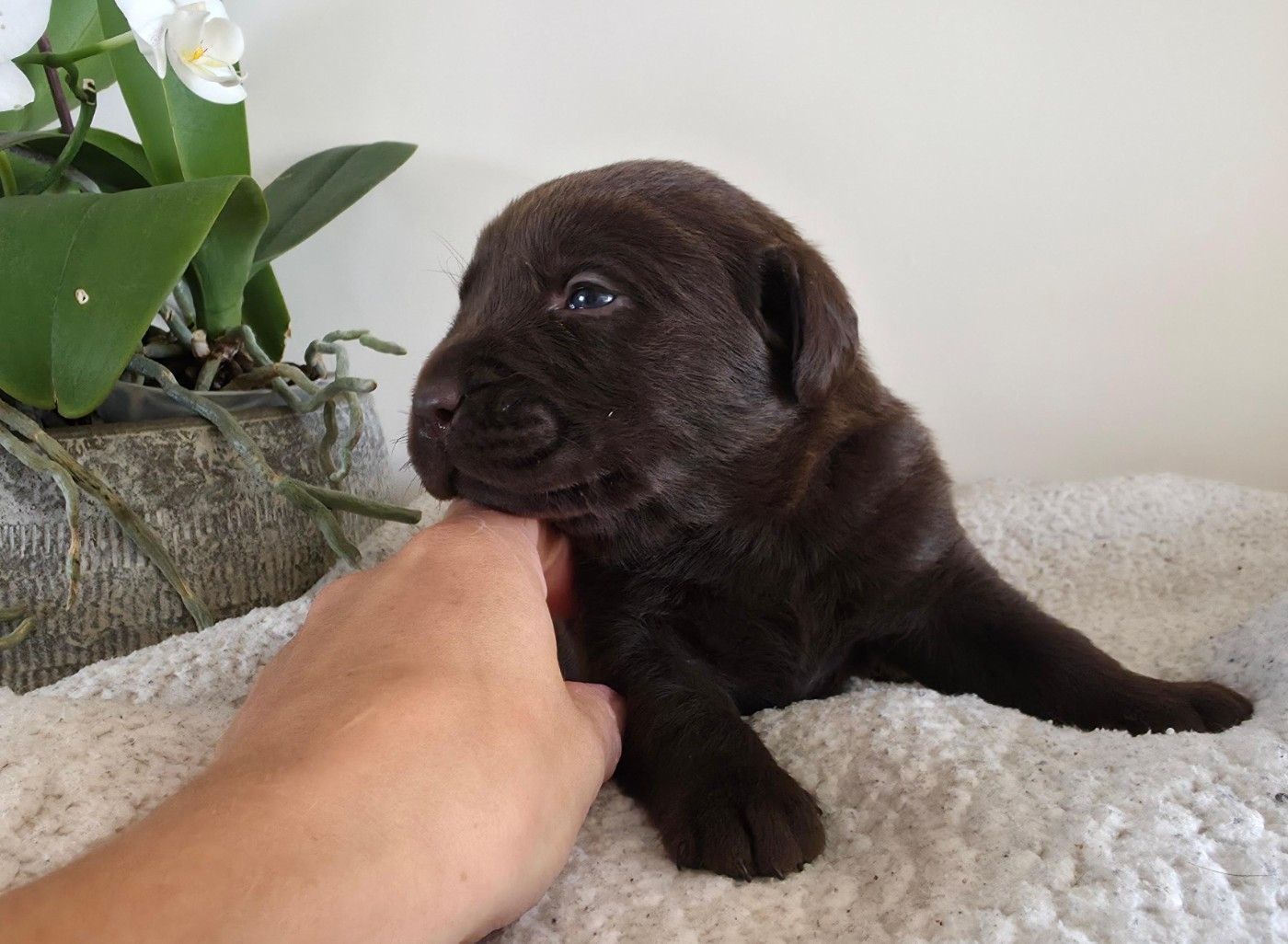 Du Jardin Des Capucines - Chiots disponibles - Labrador Retriever