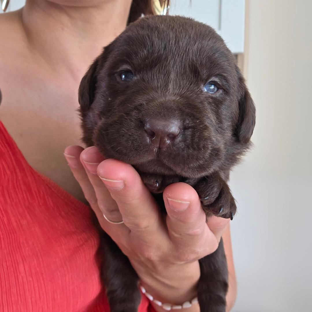 Du Jardin Des Capucines - Chiots disponibles - Labrador Retriever