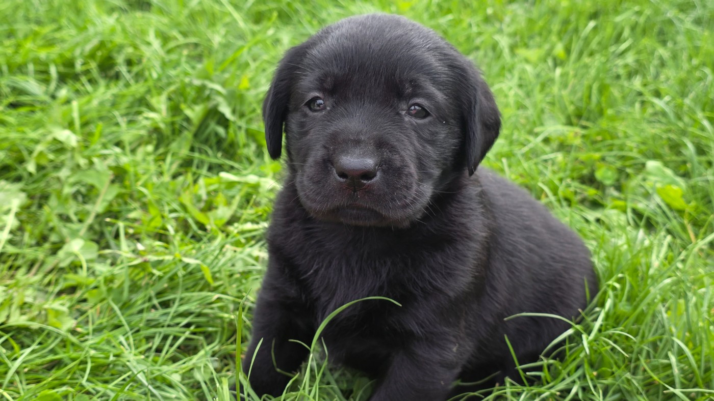 Du Jardin Des Capucines - Chiots disponibles - Labrador Retriever