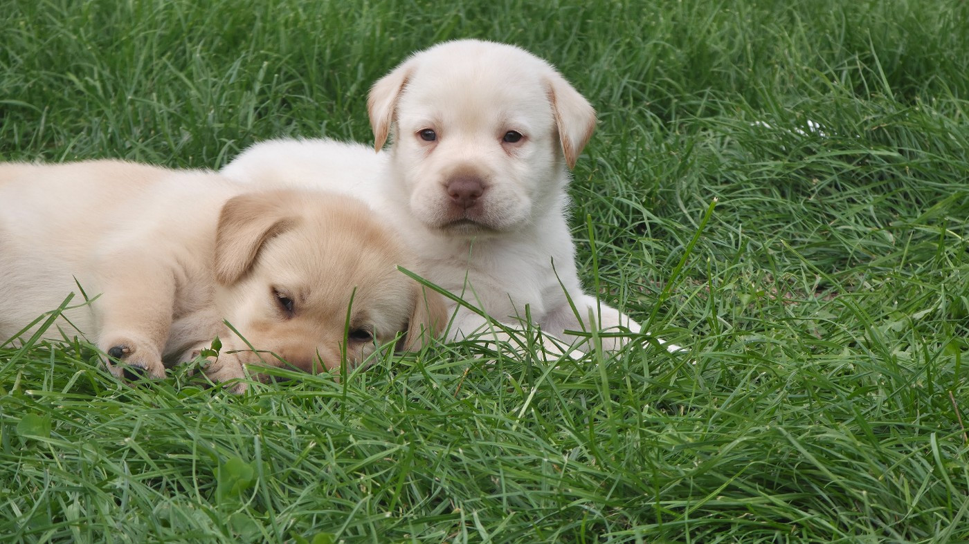 Du Jardin Des Capucines - Chiots disponibles - Labrador Retriever