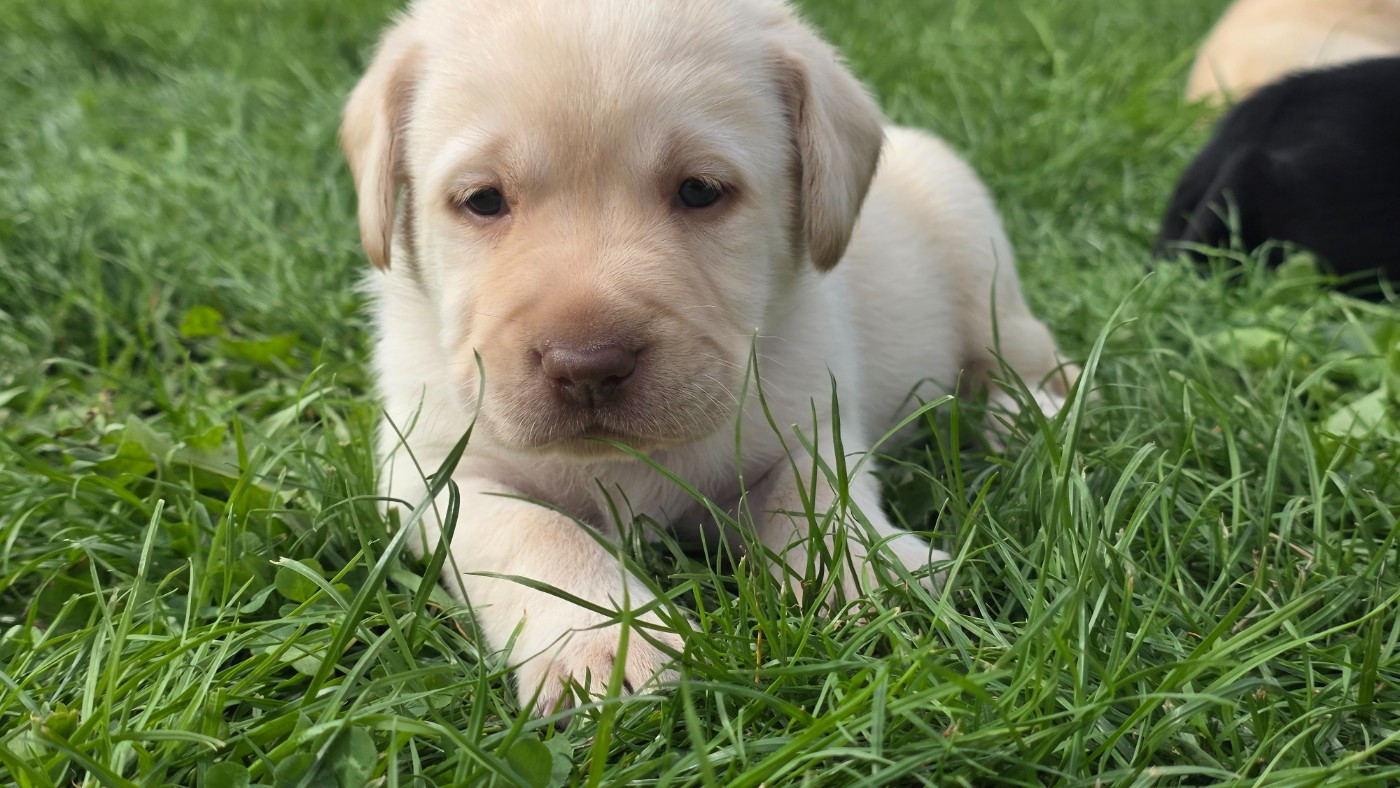 Du Jardin Des Capucines - Chiots disponibles - Labrador Retriever