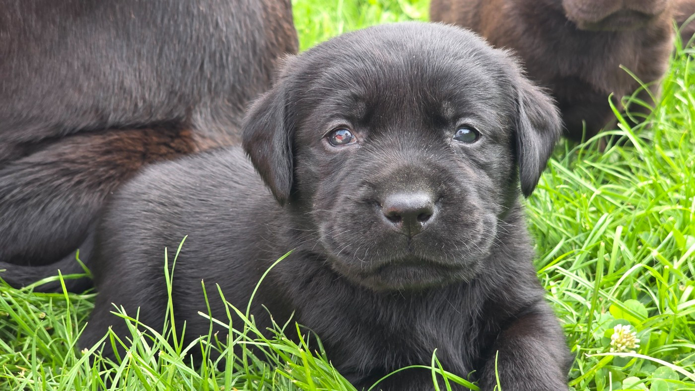 Du Jardin Des Capucines - Chiots disponibles - Labrador Retriever