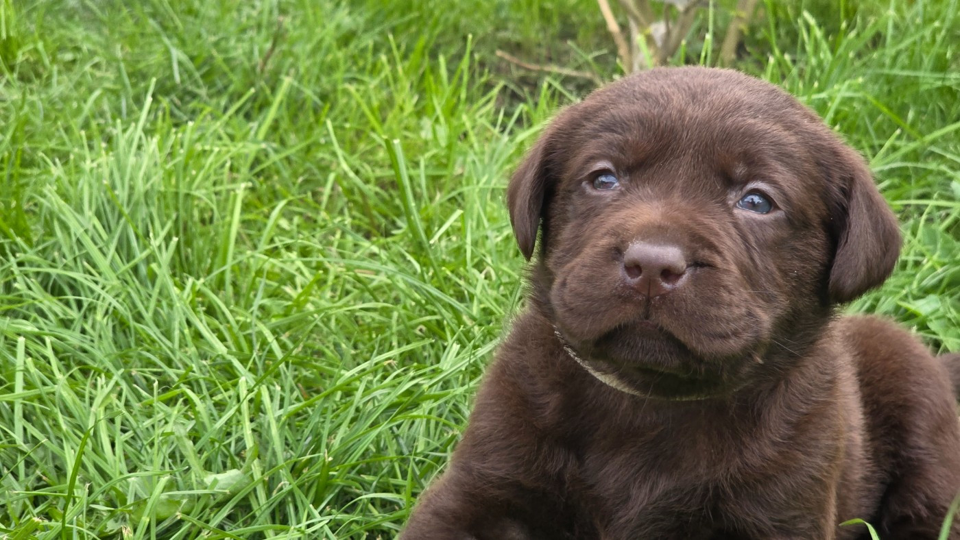 Du Jardin Des Capucines - Chiots disponibles - Labrador Retriever