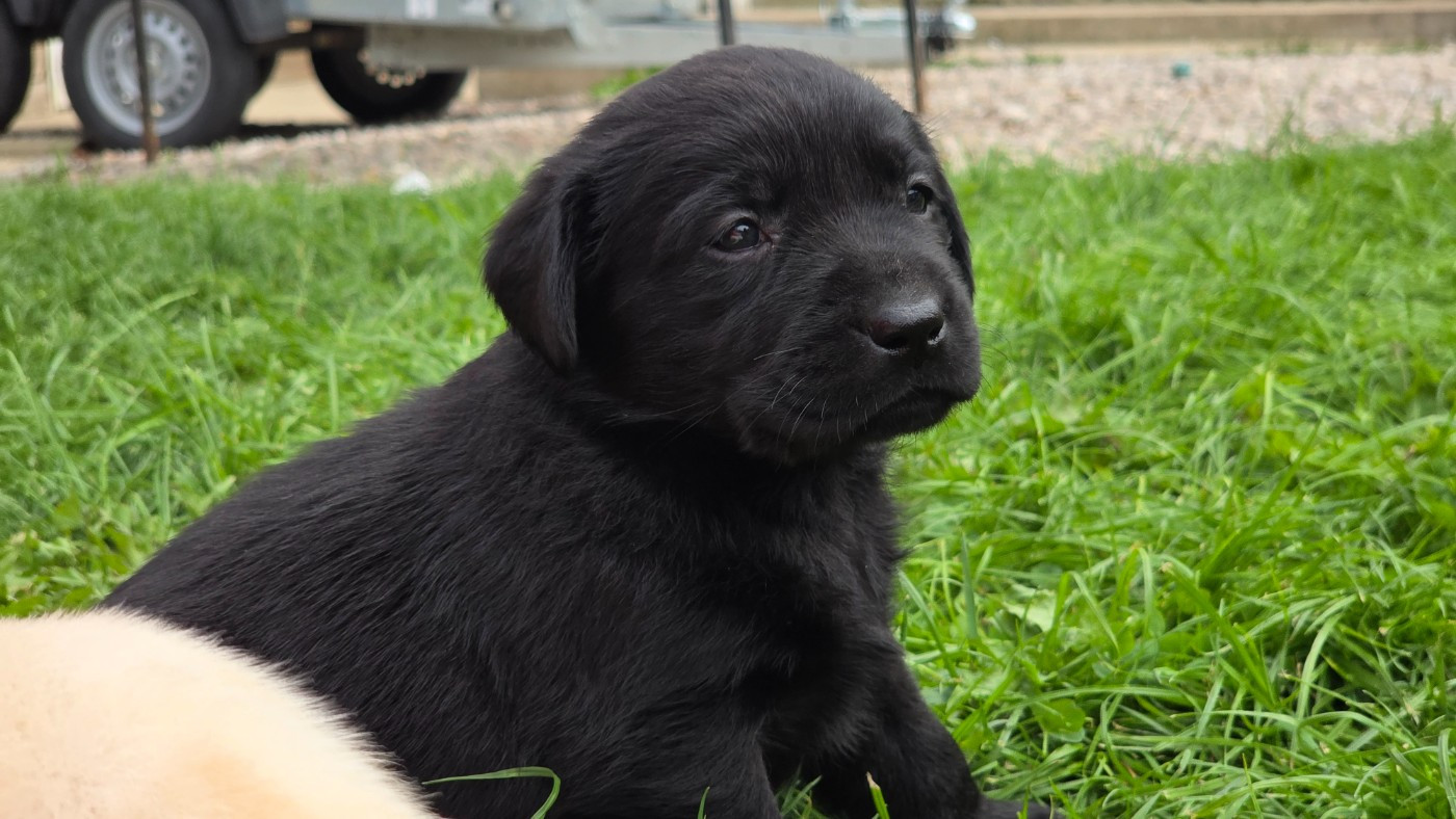 Du Jardin Des Capucines - Chiots disponibles - Labrador Retriever