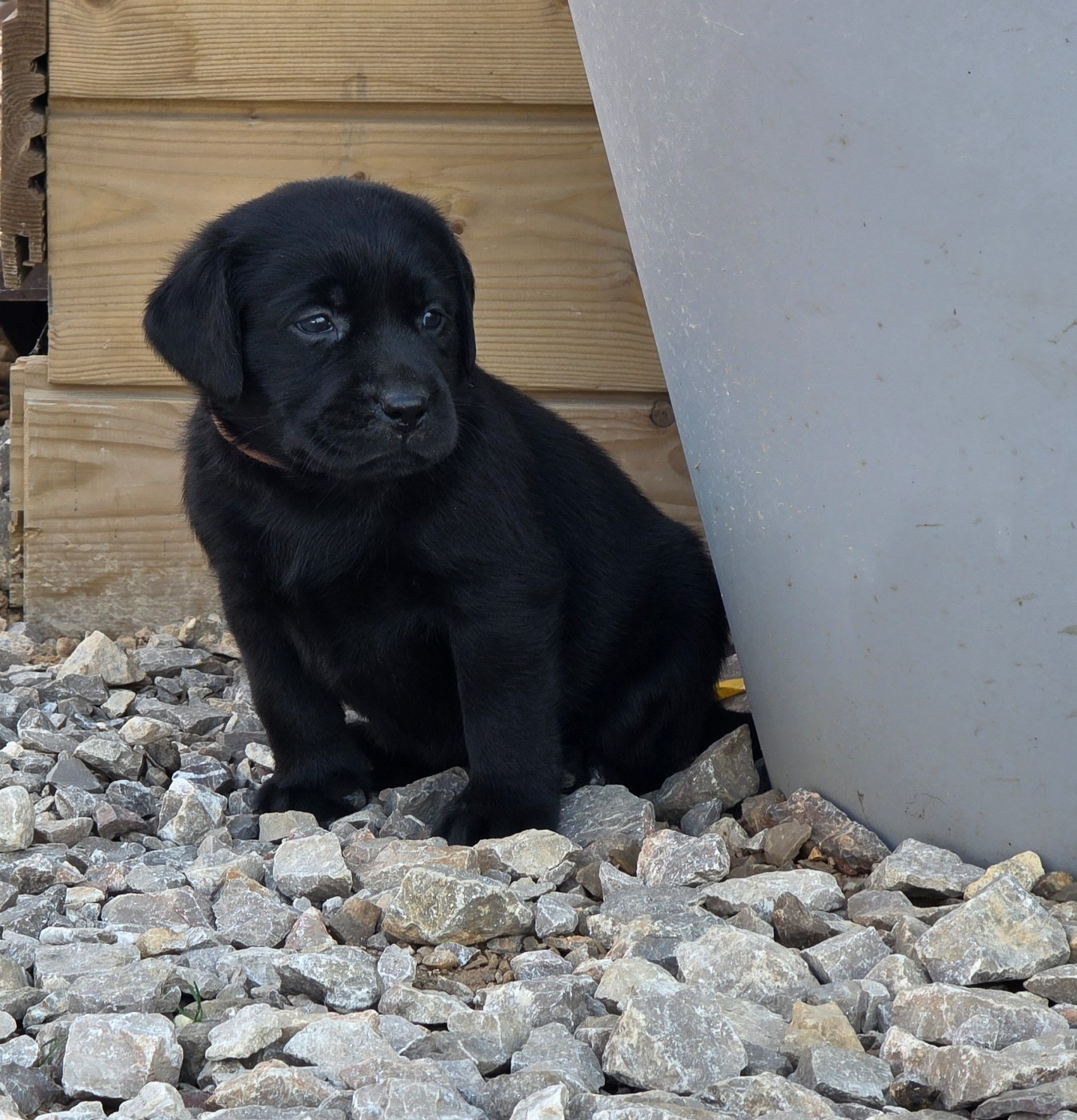 Du Jardin Des Capucines - Chiots disponibles - Labrador Retriever