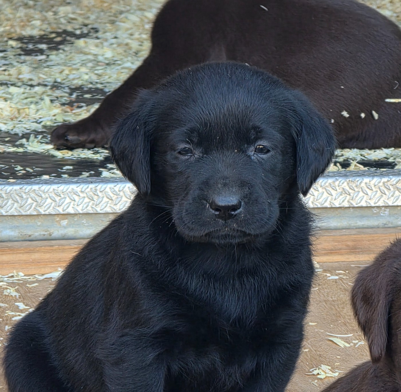 Du Jardin Des Capucines - Chiots disponibles - Labrador Retriever