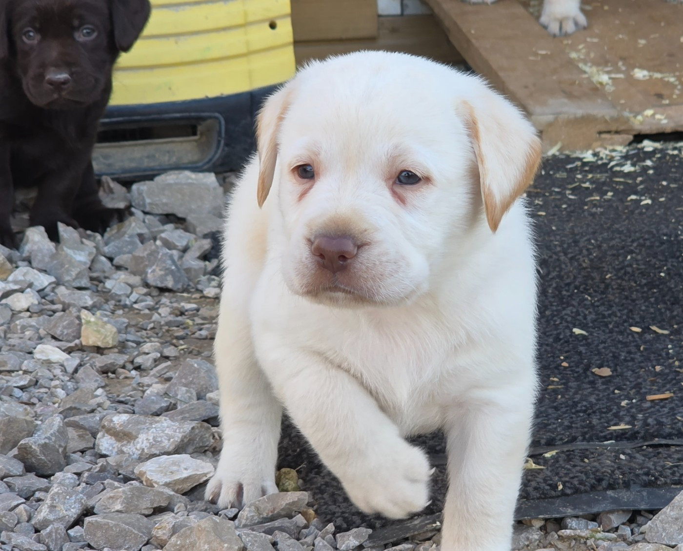 Du Jardin Des Capucines - Chiots disponibles - Labrador Retriever